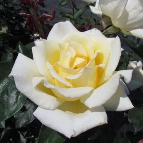 Rosa mit teilweise weißen blütenblättern. - kletterrosen